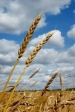 خريد 345 هزارتن گندم در گلستان