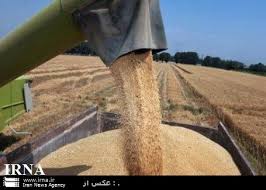 خرید 2 هزار و 786 تن خرید توافقی گندم از کشاروزان خراسان جنوبی