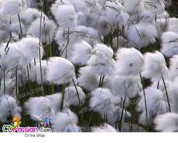 افزایش 97 درصدی تولید نخ پنبه ای درخراسان جنوبی