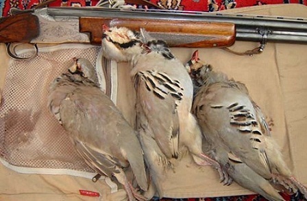 دستگیری 28 متخلف شکار و صید در کامیاران