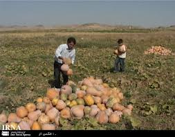 برداشت 1800 تن محصولات جالیزی در فردوس