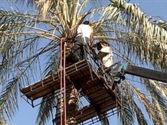 برداشت 200 تن خرما از نخلستان های شهرستان نهبندان
