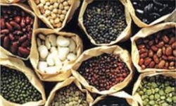 افزایش بیست درصدی برداشت حبوبات دیم