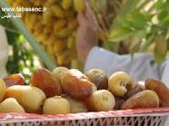 80 درصد محصولات کشاورزی جنوب سیستان و بلوچستان به استان‌ها دیگر صادر می‌شود