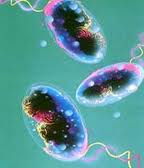 بيماري التور (شبه وبا) در ايلام مشاهده نشده است