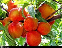 محصول هلوی نیشابور صد درصد خسارت دیده است
