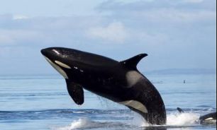 نهنگ های قاتل، بسیار باهوشند