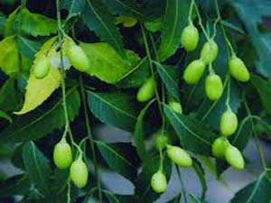 افزایش میوه دهی درختان چریش درهرمزگان