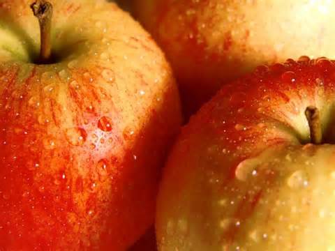 آغاز برداشت سيب گلاب از باغات کرمانشاه