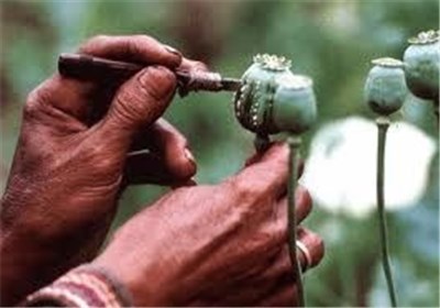 افزایش تولید مواد مخدر در افغانستان به چالشی بزرگ برای پاکستان بدل شده است