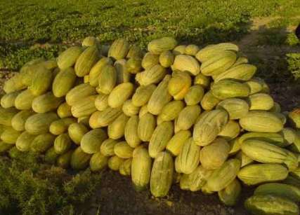 برداشت خربزه از اراضی زیر کشت ایوانکی آغاز شد