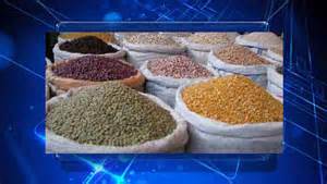 آغاز برداشت حبوبات در گیلان