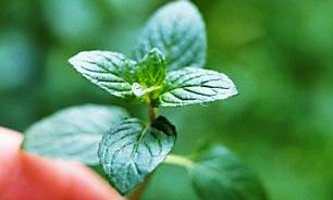 قابلیت جذب عناصر غذایی در خاک برای گیاهان محقق شد