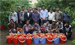 رکورد تولید شلیل در کشور شکست