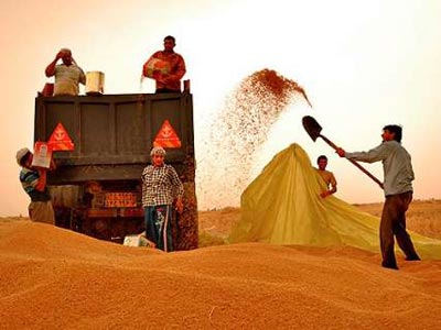 خریدگندم مازاد برنیازازکشاورزان سردشتی