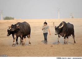گاومیش داری؛ صنعتی سنتی و نوپا در گلستان
