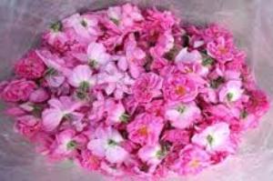 صادرات 90 درصد گل های تولید شده در فارس به کشورهای اروپایی