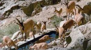 پیوستن 5 هزار هکتار عرصه به متاطق شکار ممنوع در فارس