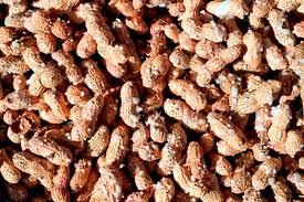 برگزاری سومين جشنواره بادام زمينی در گیلان