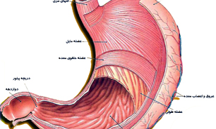 روزه سبب درمان افراد مبتلا به سوء هاضمه می شود