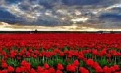 فرشته‌ای که گردنش را با سنگ بریدند