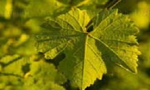 برگ درخت مو چه خواصی دارد؟