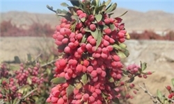 برداشت بیش از 30 تن زرشک سیاه، از سطوح زیر کشت آذربایجان شرقی