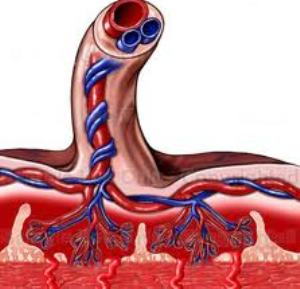 خون بند ناف حاوی چه موادی است؟