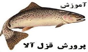 ابداع روش جدید جهت حفظ کیفیت و افزایش زمان ماندگاری زیاد ماهی قزل آلا