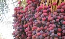 برداشت رطب و خارک در شادگان آغاز شد