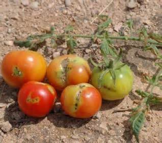 مبارزه با آفت مینوزر گوجه فرنگی در زنجان