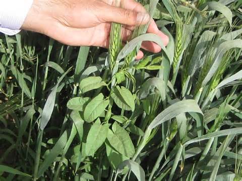 رها سازی زنبور براکون در مزارع گوجه فرنگی زنجان