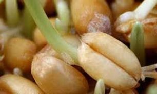 جوانه گندم بهبود دهنده کیفیت شیر مادر