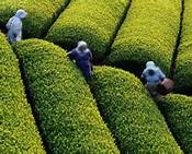 جلوگیری از خروج 8 دستگاه  تریلی چای سنواتی از گیلان
