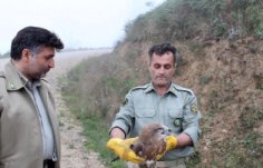 بازگشت یک قطعه عقاب پنجه کوتاه به آشیانه