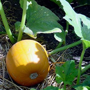 برطرف شدن سوء هاضمه با مصرف کدوی تخم کاغذی