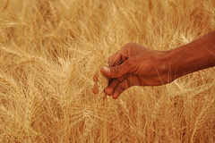 کاهش تولید گندم در اصفهان