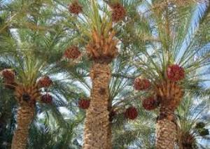 وجود 32 هزار هکتار نخلستان در استان فارس