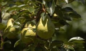 افزایش 10 درصدی کاشت گلابی در فارس