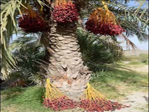 جایگزینی ارقام خرمای جدید و مقاوم بجای خرمای کنونی