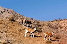 ایجاد آبشخور و استخر برای وحوش در زیستگاههای حفاظت شده در استان چهار محال و بختیاری