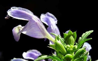 رونق عرقیات گیاهی در آذربایجان غربی/ لزوم توجه مسئولان به قطب گیاهان دارویی کشور