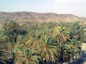 خسارت بیش از 13 میلیارد ریالی به نخلسانهای بشاگرد