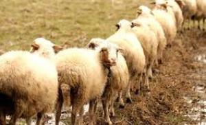 فارس از جمله استان‌های پذیرنده‌ی دام های قاچاق