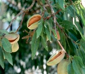 آغاز مبارزه بیولوژِیک با کنه تارتن بادام در استان