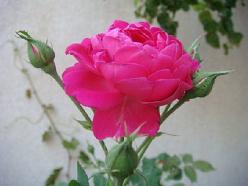 68 هکتار از اراضی دماوند به کشت گل محمدی اختصاص می یابد