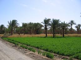 بافق؛ مقصد گردشگریسفرهای تابستانی