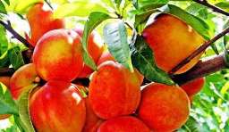 اجرای احیاء و اصلاح هزار و پانصد هکتار باغ در استان
