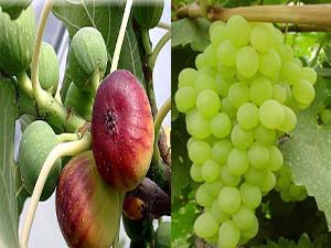 برداشت محصولات سردسیری به روش دیم در حاجی آباد