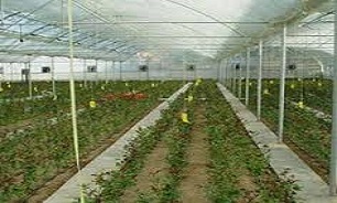 قرارگیری  بیش از یک چهارم گلخانه های استان کرمانشاه درقصرشیرین